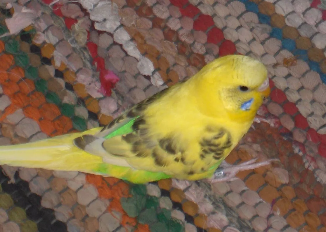 Budgerigar domestic pet