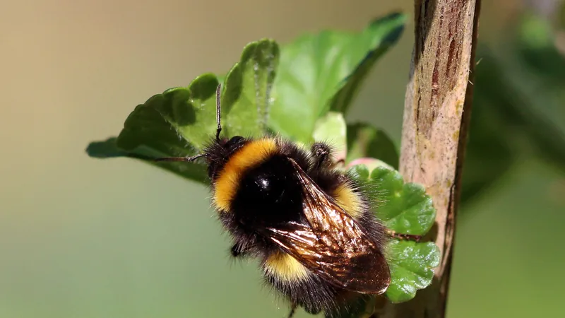 Buff-tailed bumblebee with a buff-tinged tail clinging to a leaf beside a woody stem