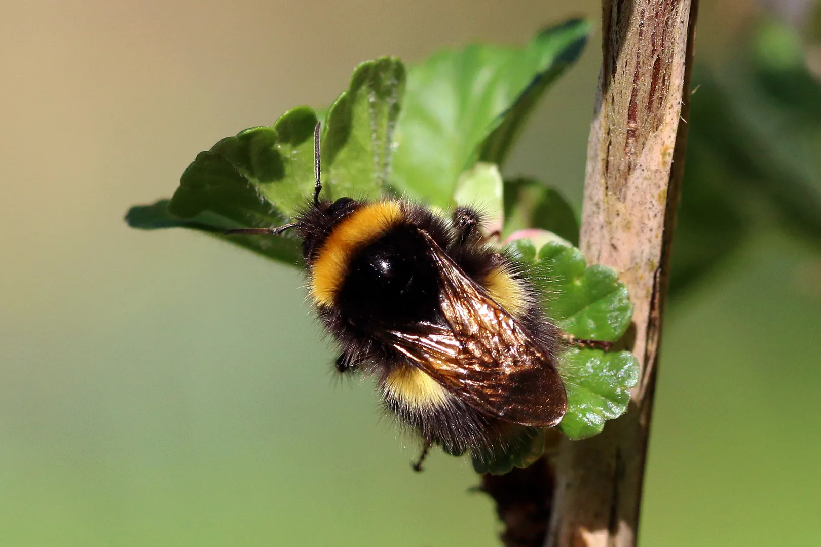 Buff-Tailed Bumblebee