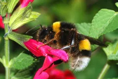Buff-tailed bumblebee feeding head-first at a bright pink sage flower