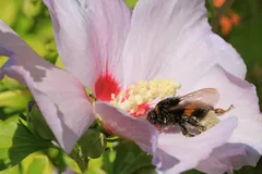 Buff-tailed bumblebee dusted with pollen crawling into a pale pink hibiscus blossom