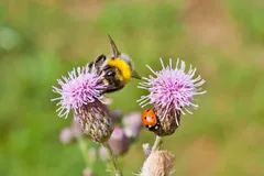 Buff-tailed bumblebee on a purple thistle head with a seven-spot ladybird on the next