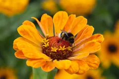 Buff-tailed bumblebee foraging on the centre of an orange zinnia flower