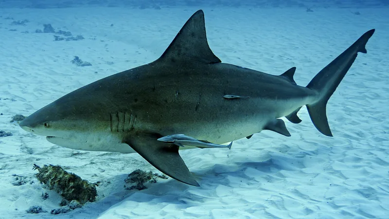 Adult Bull Shark cruising through clear tropical coastal waters