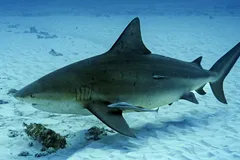 Adult Bull Shark cruising through clear tropical coastal waters