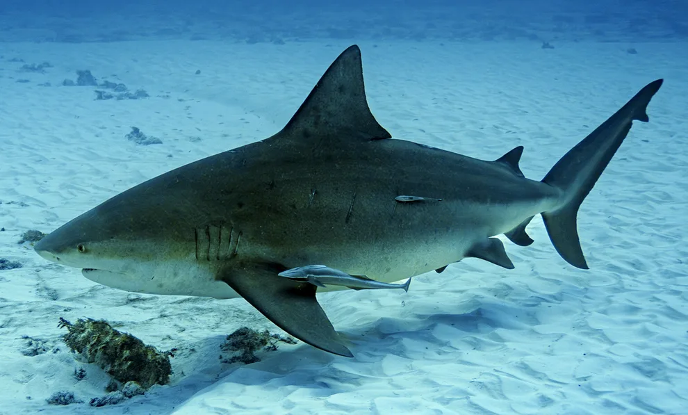 Adult Bull Shark cruising through clear tropical coastal waters