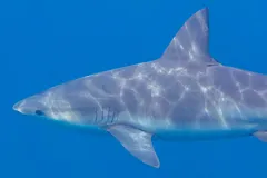 Bull Shark swimming above coral reef seabed in Belize