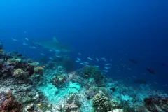 Bull Shark swimming near reef shelf drop-off