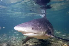 Bull Shark swimming near shallow sunlit water surface