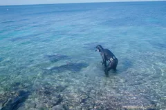 Bull shark swimming along shallow tropical cay sandbank