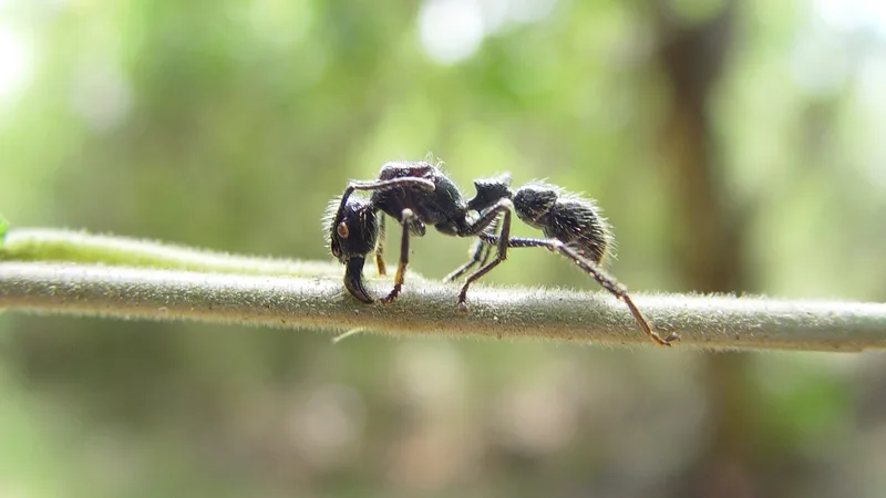 bullet ant in natural habitat