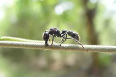 bullet ant in natural habitat