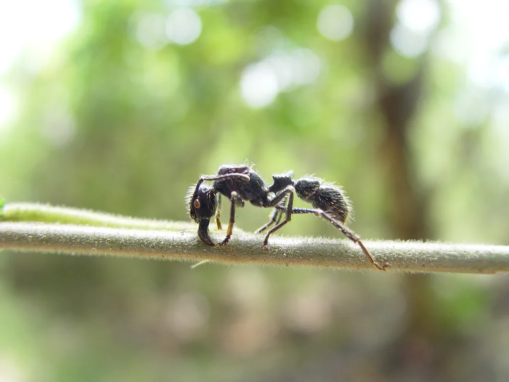 bullet ant in natural habitat