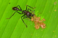 bullet ant in natural habitat