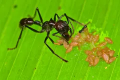 bullet ant in natural habitat