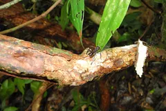 bullet ant in natural habitat