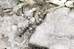 bullet ant in natural habitat