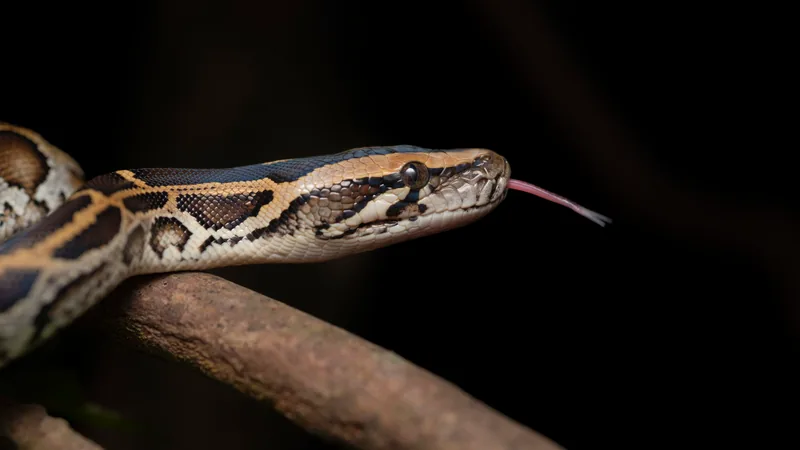 Burmese python flicking its tongue while coiled along a branch at night