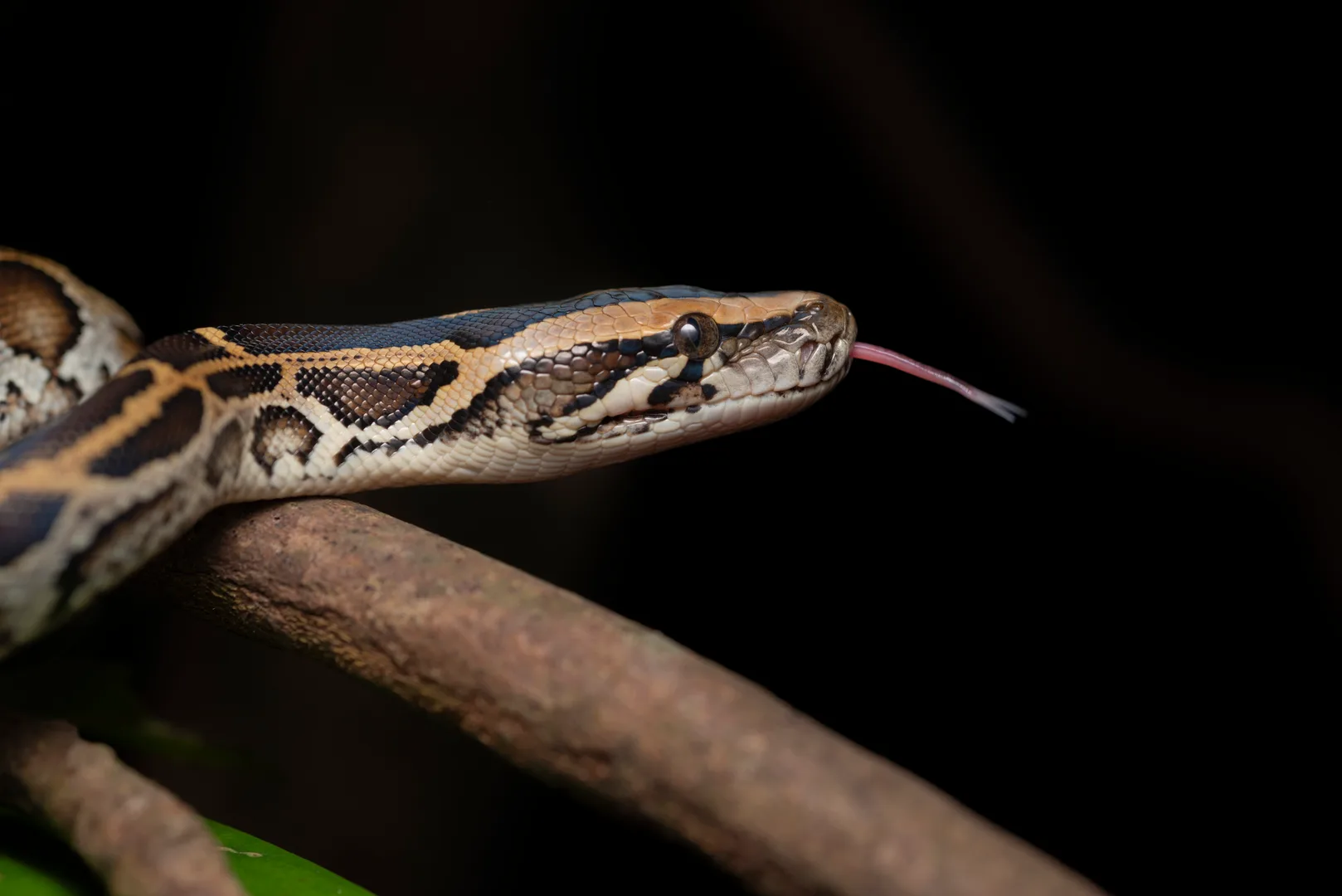 Burmese Python