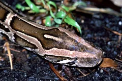Burmese python head and patterned neck among leaf litter on dark forest soil