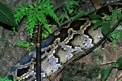 Burmese python coiled through ferns and branches, blotched brown pattern on show