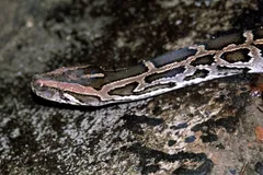 Burmese python stretched across a dark rock, its head turned to one side