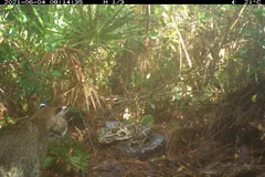 Burmese python coiled on its nest in Florida scrub as a bobcat approaches