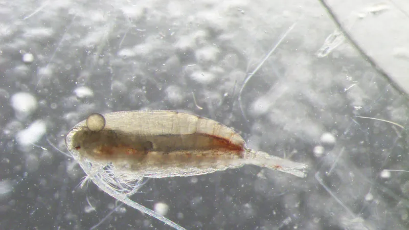 Copepod with a long reddish body and feathery antennae seen through a microscope