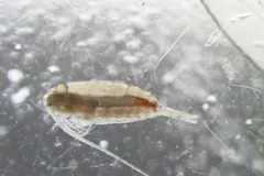 Calanus Copepod