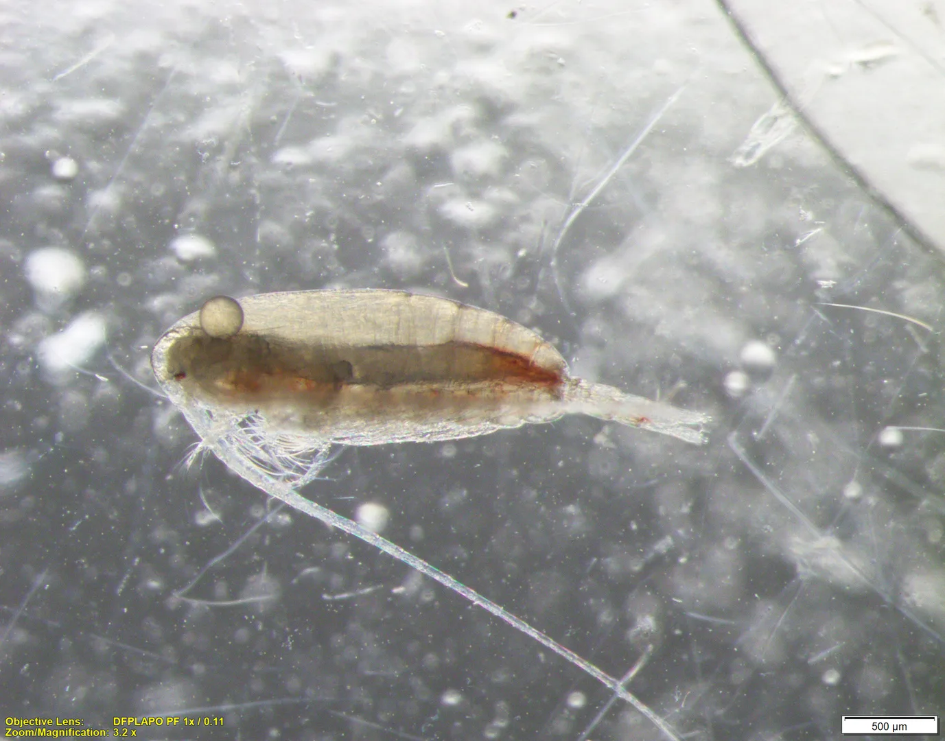Copepod with a long reddish body and feathery antennae seen through a microscope