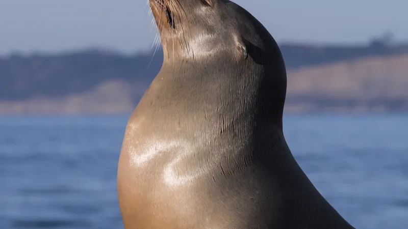 Close-up of a California sea lion with its nose raised against the sea