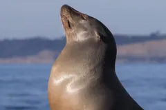 California Sea Lion