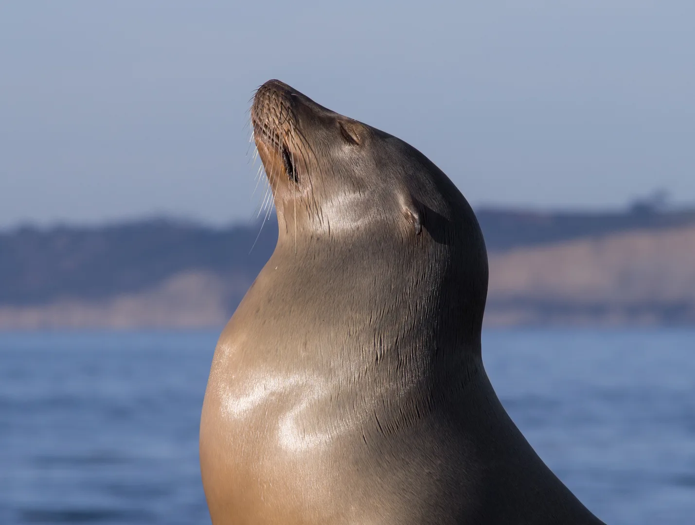 California Sea Lion