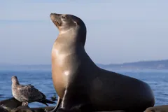 California sea lion sitting upright on a rock with a gull beside it