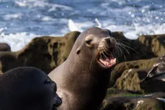 California sea lion with its mouth open, barking on a rocky shore