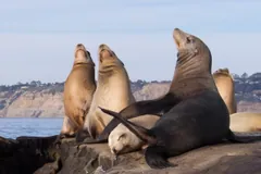 Group of California sea lions resting together on a coastal rock