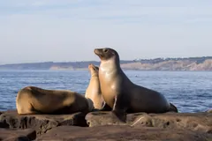 Two California sea lions lying on a flat rock above the surf