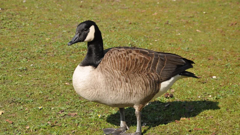Canada goose standing on grass, black neck and white chinstrap