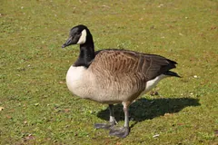 Canada goose standing on grass, black neck and white chinstrap
