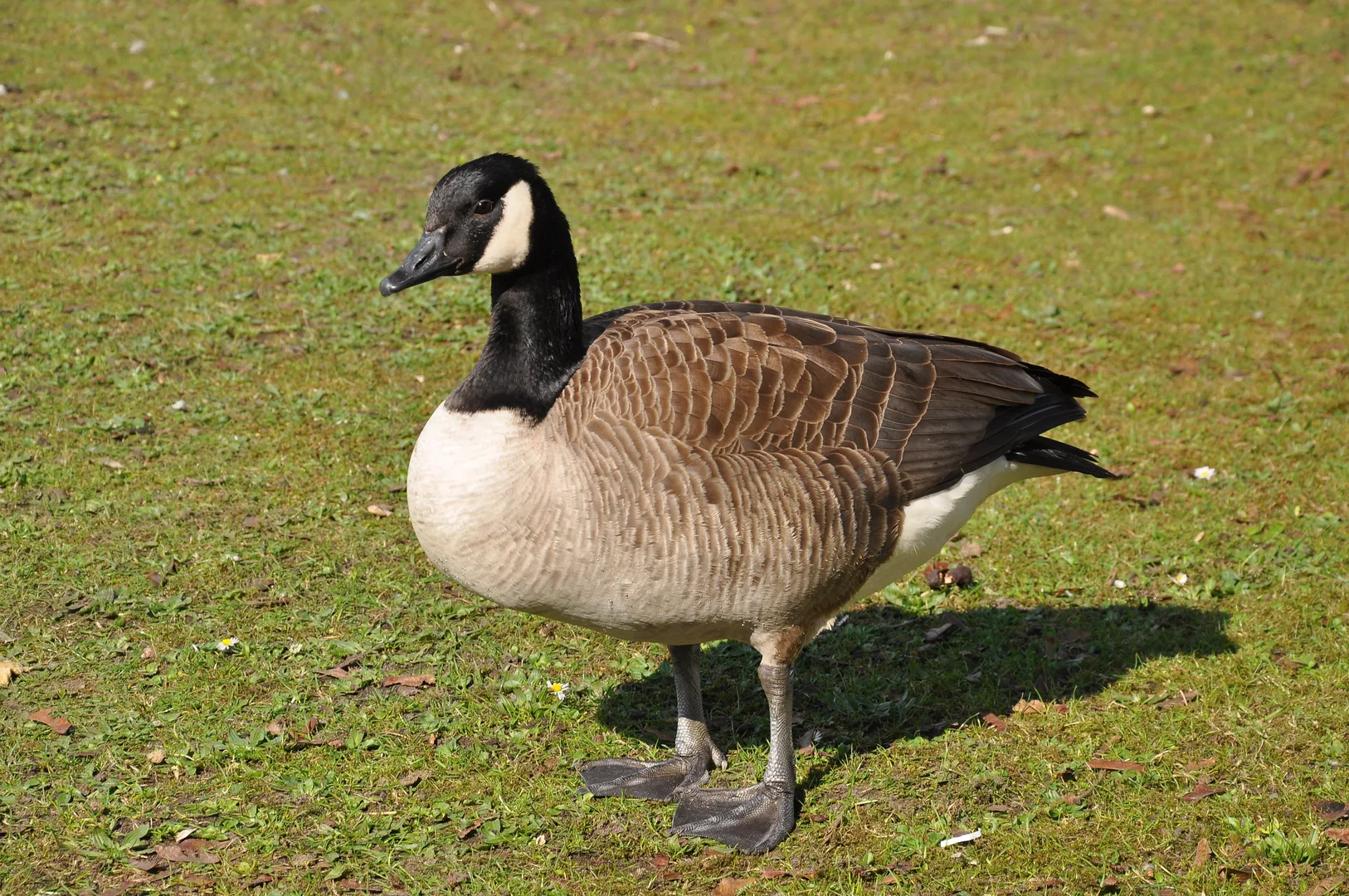 Canada goose standing on grass, black neck and white chinstrap