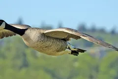 Canada goose in flight low over a wooded hillside
