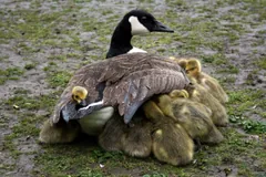 Adult Canada goose sheltering a cluster of yellow goslings