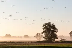 Flocks of Canada geese flying in lines over misty farmland at dawn