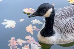 Head of a Canada goose on water among floating autumn leaves