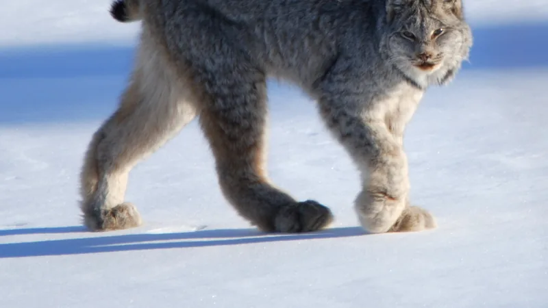 Grey Canada lynx with black ear tufts walking across packed snow on huge furry paws