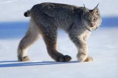 Canada Lynx