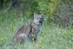 Canada lynx sitting upright in green grass at a forest edge, staring straight ahead