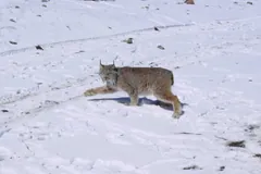 Canada lynx stepping across a snowy slope, one broad front paw reaching forward