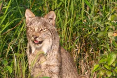 Tawny Canada lynx sitting among tall grass and leafy shrubs with its mouth half open