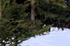 Canada lynx walking through deep snow past young spruce trees